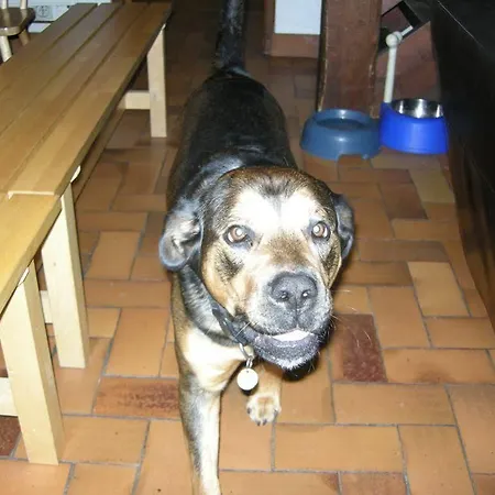 Les Frenes فندق مبيت وإفطار شامونكس